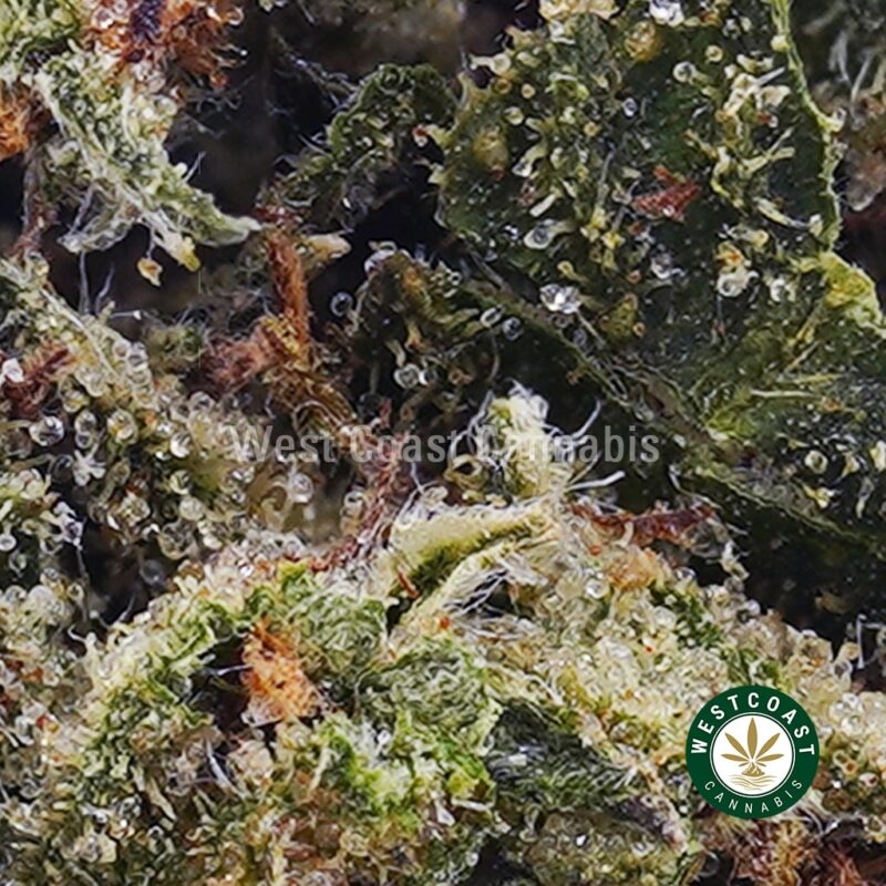 Columbian Gold AA - West Coast Cannabis