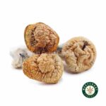 Shrooms - Melmac Penis Envy - West Coast Cannabis