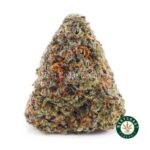 Acapulco Gold AA