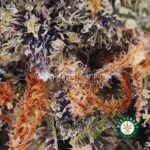 Acapulco Gold AA - Image 2