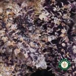Afghan Skunk AAA - Image 2