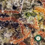 Animal Cookies AAA - Image 2