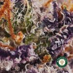 Black Widow AAAA - Image 2