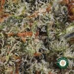 Blackberry OG AAA - Image 2
