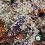 Blueberry Stomper AAAA - Image 2