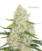 3 Auto Feminized Cannabis Seeds - Image 19