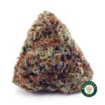 Champagne Kush AA