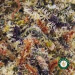 Chocolope AAA - Image 2