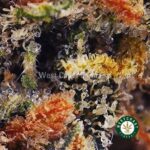 Crazy Glue AA - Image 2