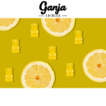 Ganja Edibles – Ganja Bears 150mg THC - Image 5
