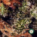God Bud AA - Image 2