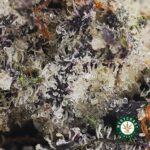 Hawaiian Pink Punch AAAA+ - Image 2