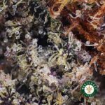 Incredible Grape Ape AAAA+ - Image 2