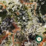 Island Sweet Skunk AAA - Image 2