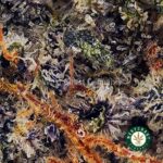 Kush Mintz AAA - Image 2