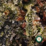 Lemon Stomper AAAA - Image 2