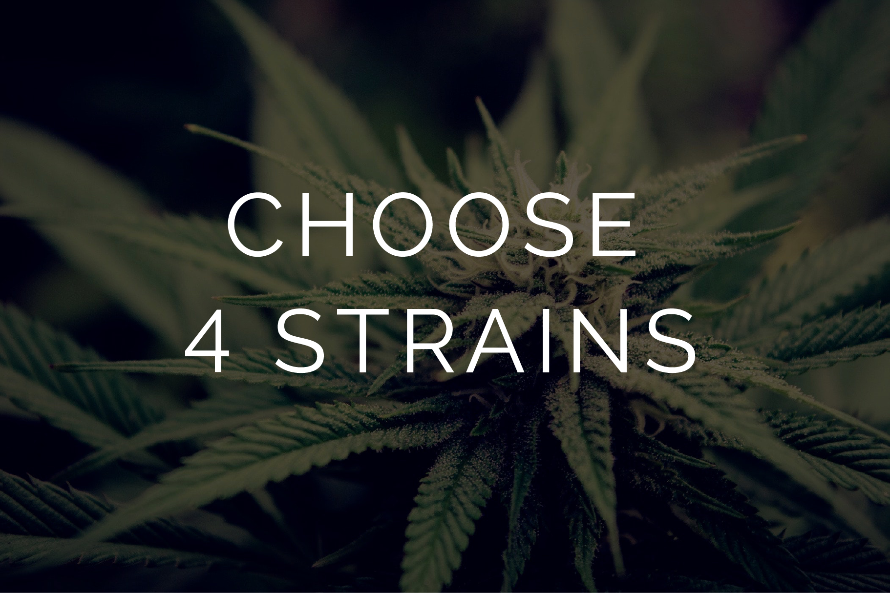 Multi Pack – Half Oz – 4 x 3.5g - Image 1