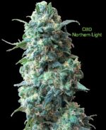 3 Auto Feminized Cannabis Seeds - Image 23