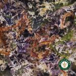 Purple Kush AA - Image 2