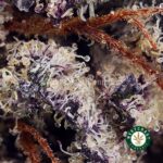 Purple OG AAA - Image 2
