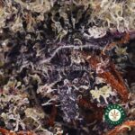 Purple Unicorn AAAA - Image 2
