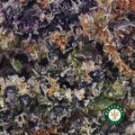 Purple Urkle AAA - Image 2