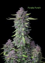 3 Auto Feminized Cannabis Seeds - Image 27