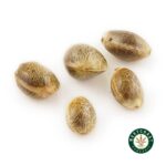 3 Auto Feminized Cannabis Seeds - Image 4