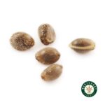 3 Auto Feminized Cannabis Seeds - Image 5