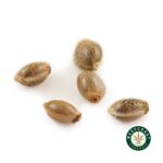3 Auto Feminized Cannabis Seeds - Image 2