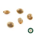 3 Auto Feminized Cannabis Seeds - Image 6