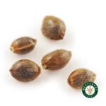 3 Auto Feminized Cannabis Seeds - Image 7