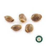 3 Auto Feminized Cannabis Seeds - Image 8