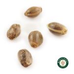 3 Auto Feminized Cannabis Seeds - Image 9