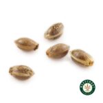 3 Auto Feminized Cannabis Seeds - Image 10