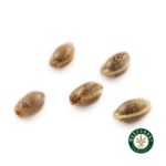 3 Auto Feminized Cannabis Seeds - Image 11