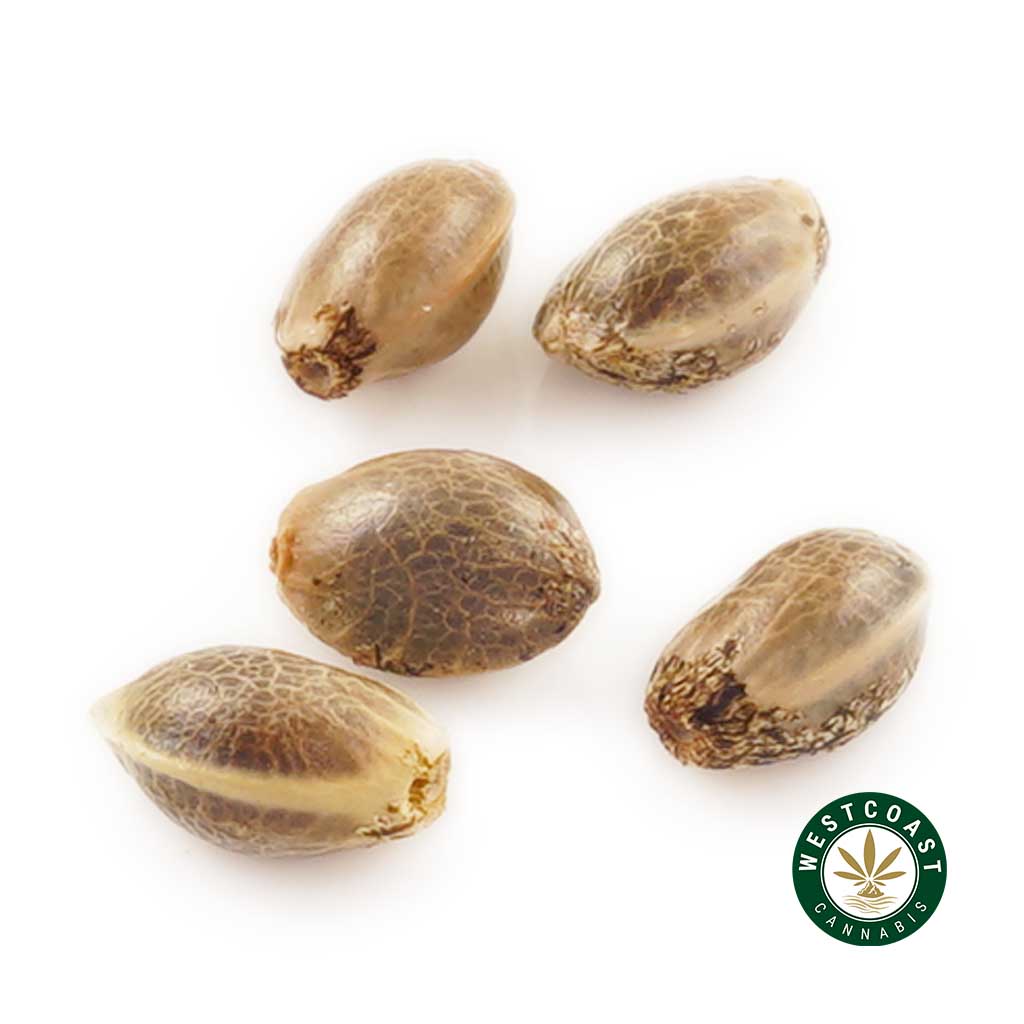 3 Auto Feminized Cannabis Seeds - Image 1