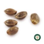3 Auto Feminized Cannabis Seeds - Image 12