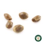 3 Auto Feminized Cannabis Seeds - Image 13