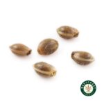 3 Auto Feminized Cannabis Seeds - Image 14