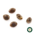 3 Auto Feminized Cannabis Seeds - Image 15
