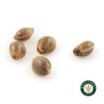 3 Auto Feminized Cannabis Seeds - Image 3