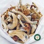Shrooms – GC Thrasher - Image 3