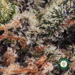 Rainbow Haze AAAA - Image 2