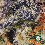 Tangie Jack AA - Image 2