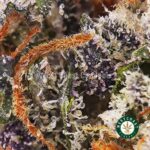 Tom Ford Pink Kush AAAA+ - Image 2