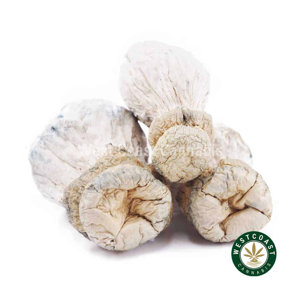 Shrooms – Leucistic SV 13 - Image 1