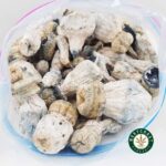 Shrooms – Leucistic SV 13 - Image 3