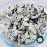 Shrooms – Albino Jedi Mindfuck - Image 3