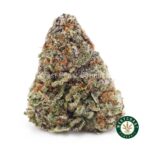 White Rhino AA